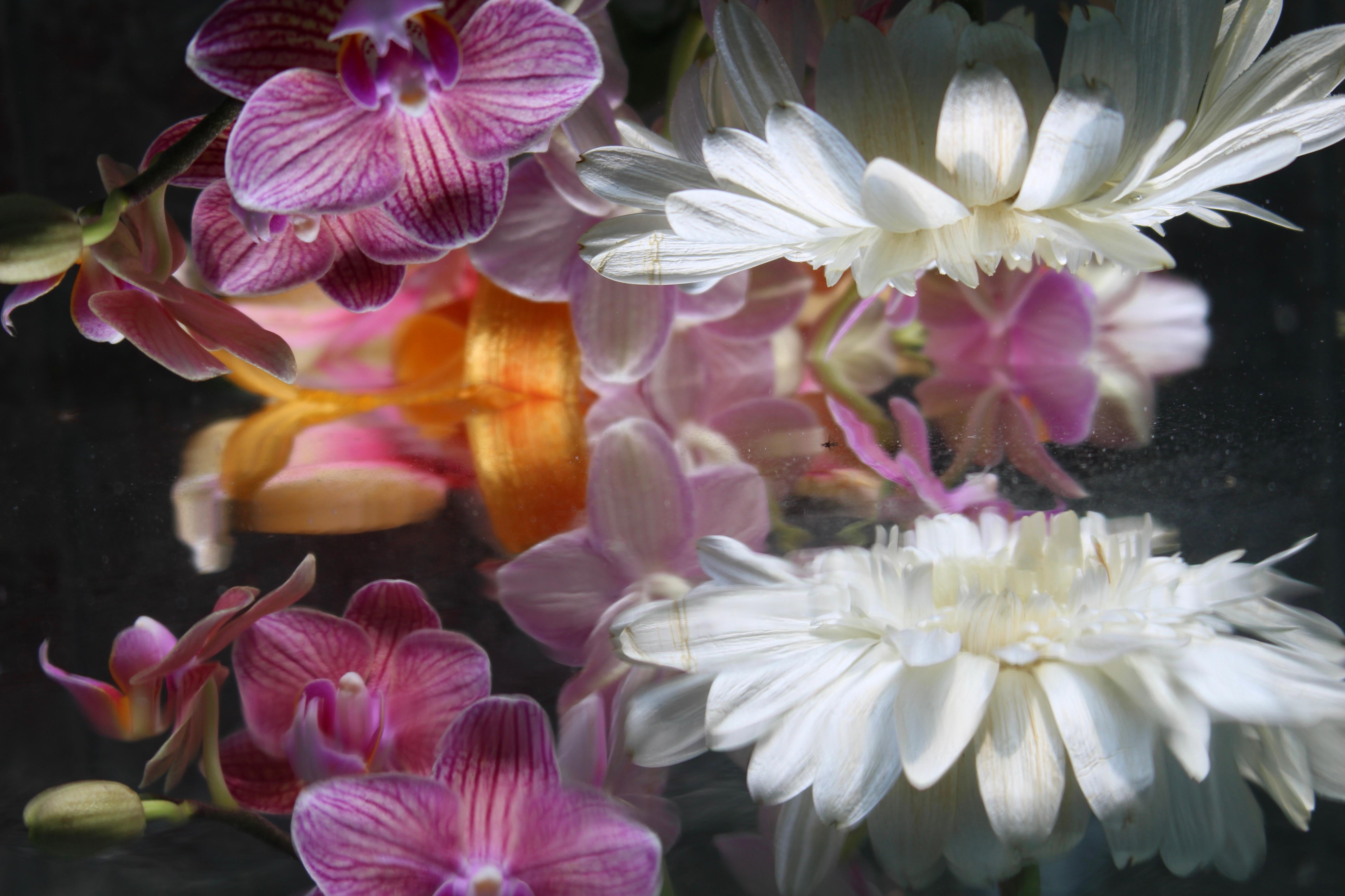 Andrea Bonfils - Submerged Garden 5205, photographie 2018, imprimée d
après