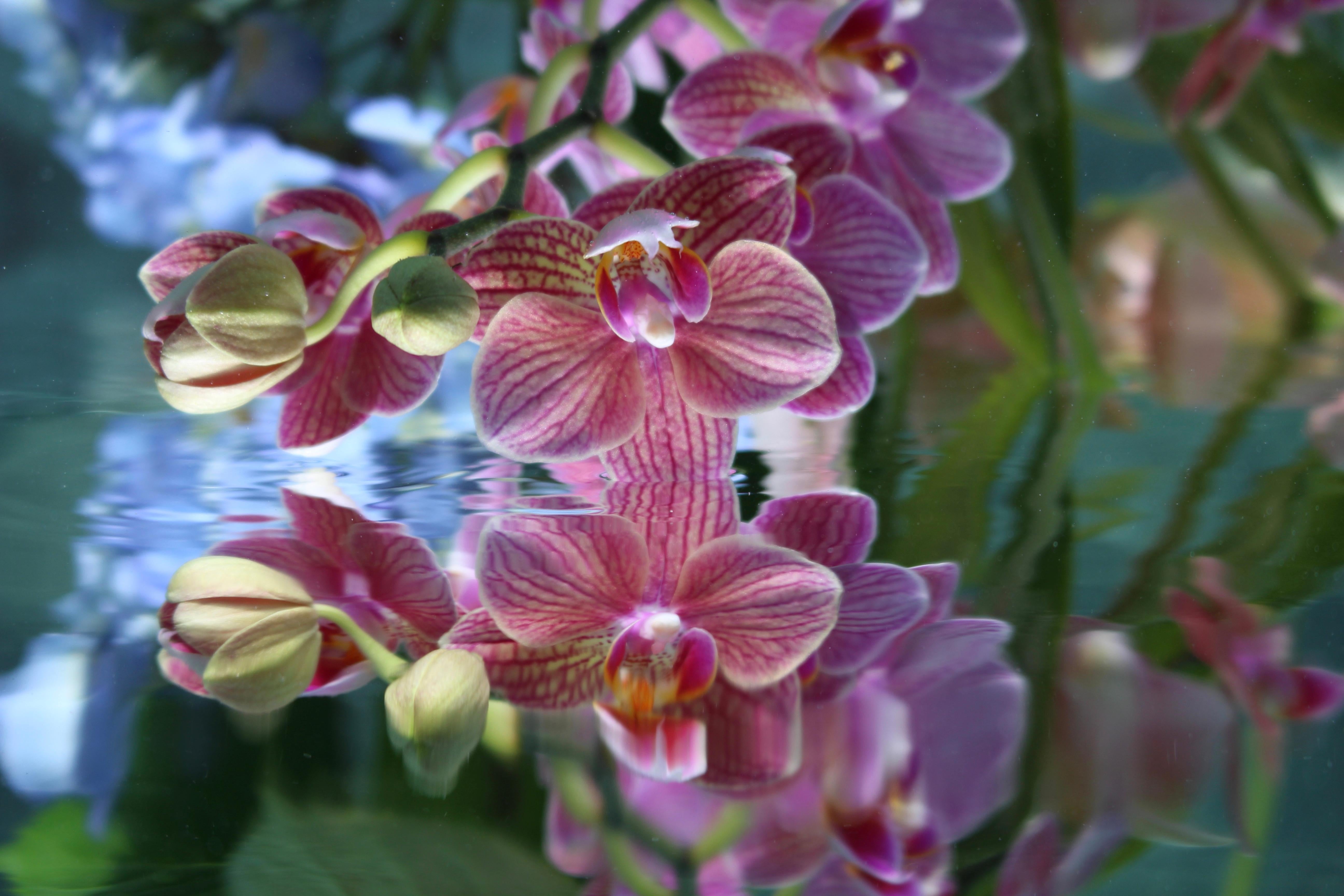 Series: Submerged Garden 
C Print 
Limited Edition of 12

Available Sizes:
24" x 36"
30" x 45"
36" x 54"
40" x 60"
48" x 72"

This photograph will be printed once payment has been received and will ship directly from the printer the artist works