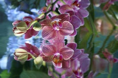 Andrea Bonfils - Submerged Garden 5244, Photography 2018, Printed After