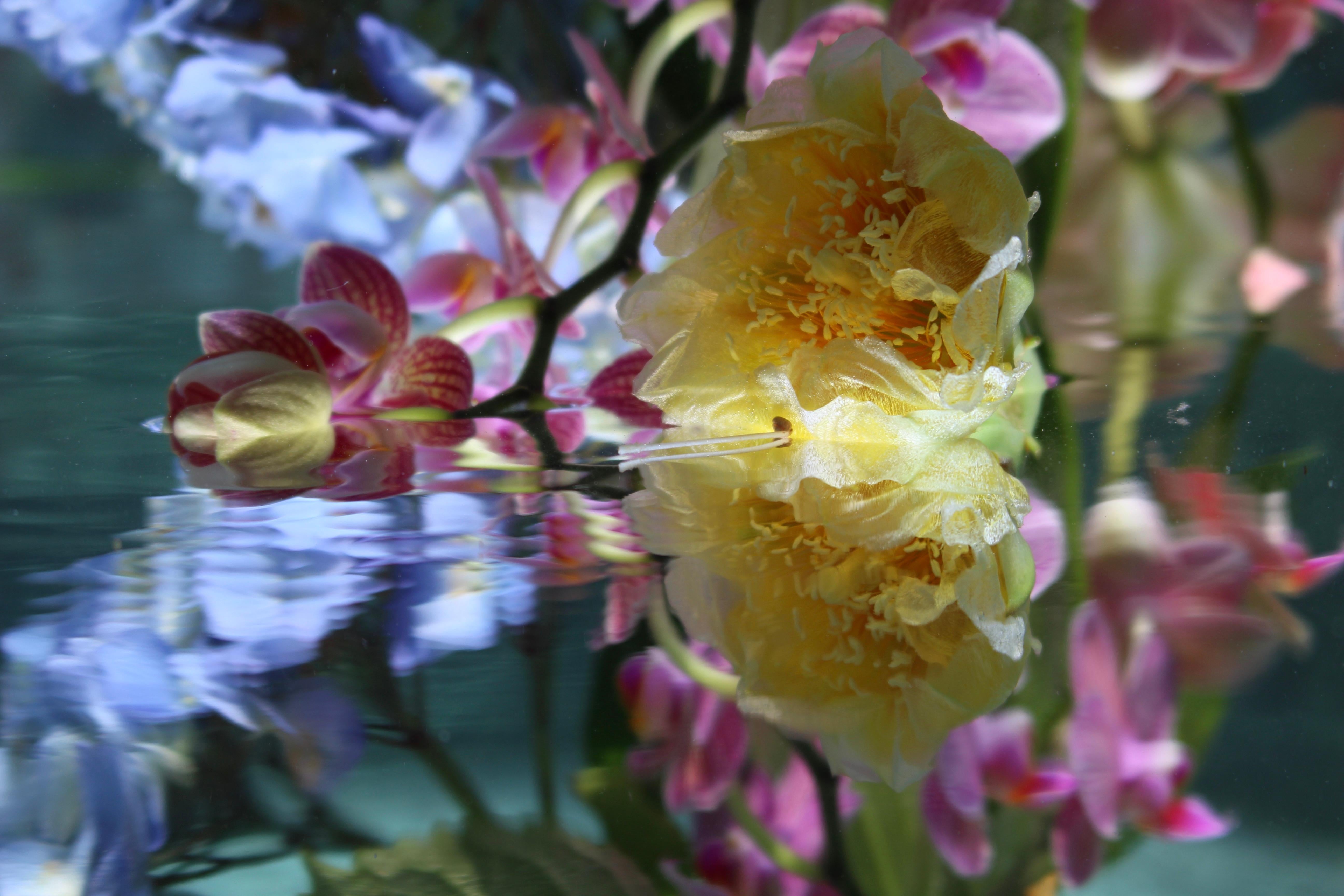 Andrea Bonfils - Submerged Garden 5266, photographie 2018, imprimée d
après