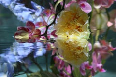 Andrea Bonfils - Giardino sommerso 5266, Fotografia 2018, Stampato Dopo