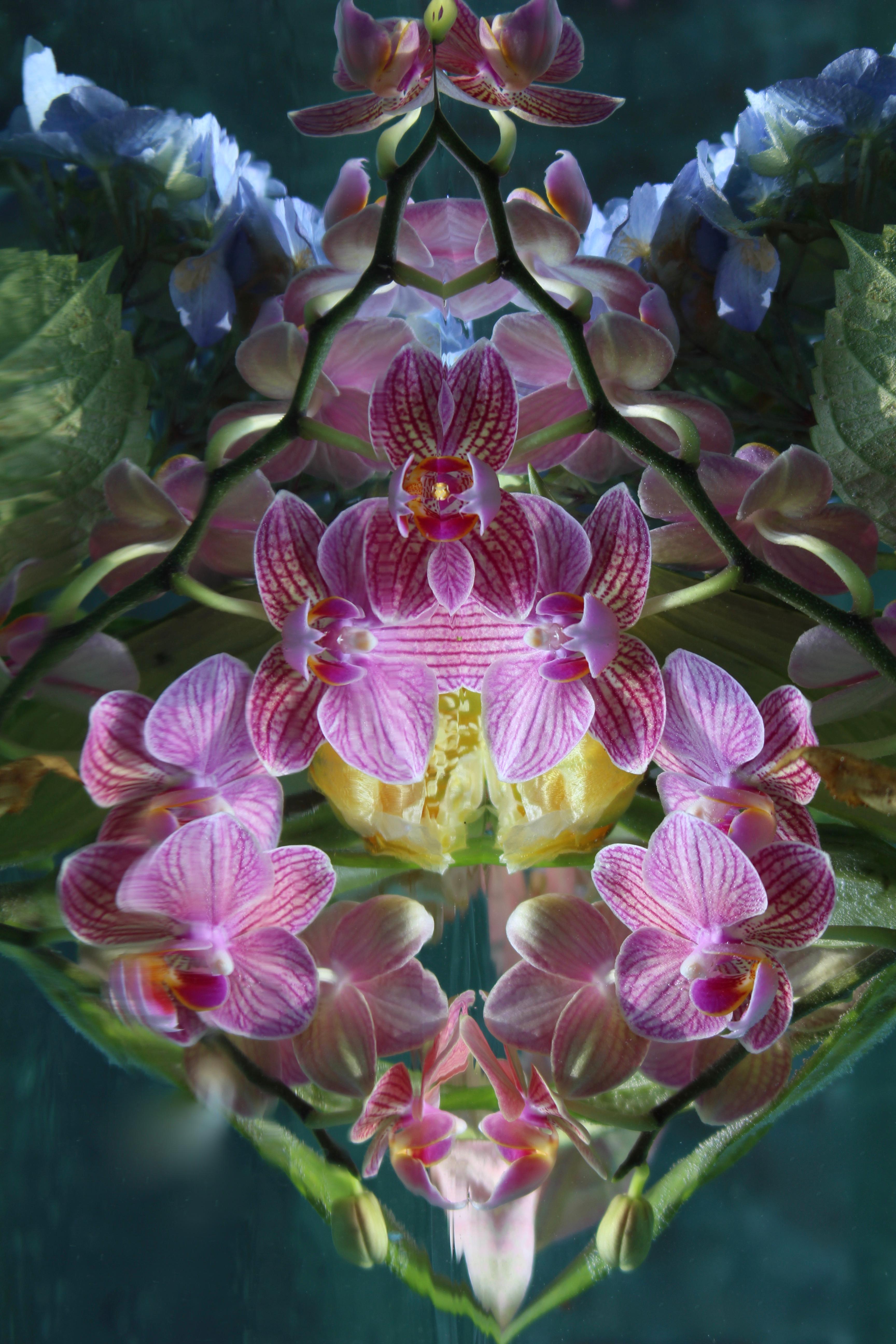 Series: Submerged Garden 
C Print 
Limited Edition of 12

Available Sizes:
36" x 24"
45" x 30"
54" x 36"
60" x 40"
72" x 48"

This photograph will be printed once payment has been received and will ship directly from the printer the artist works