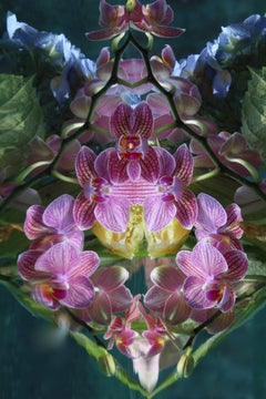 Andrea Bonfils - Submerged Garden 5275, Photography 2018, Printed After