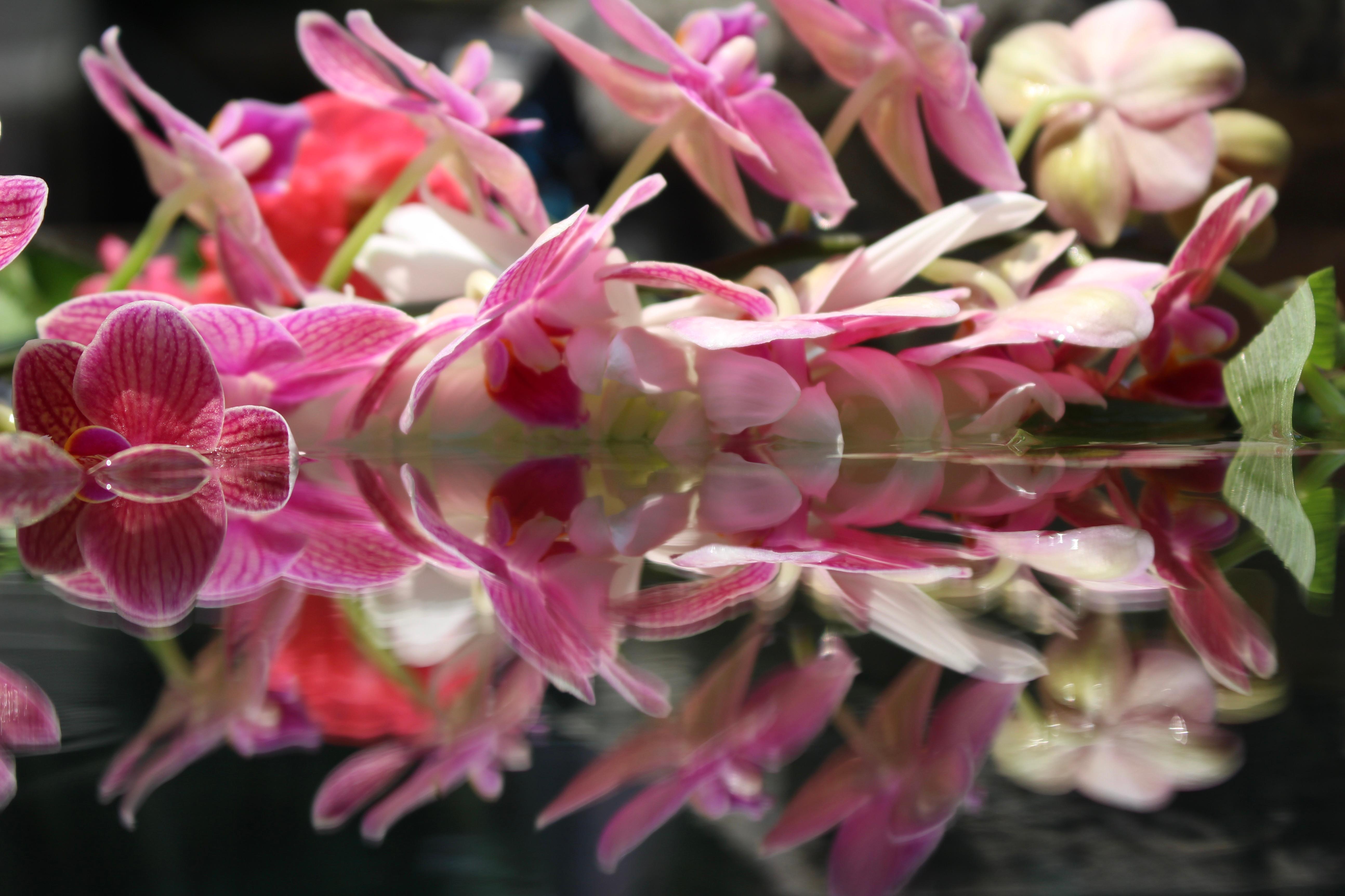 Andrea Bonfils - Submerged Garden 5518, photographie 2018, imprimée d'après