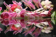 Andrea Bonfils - Giardino sommerso 5518, Fotografia 2018, Stampato Dopo