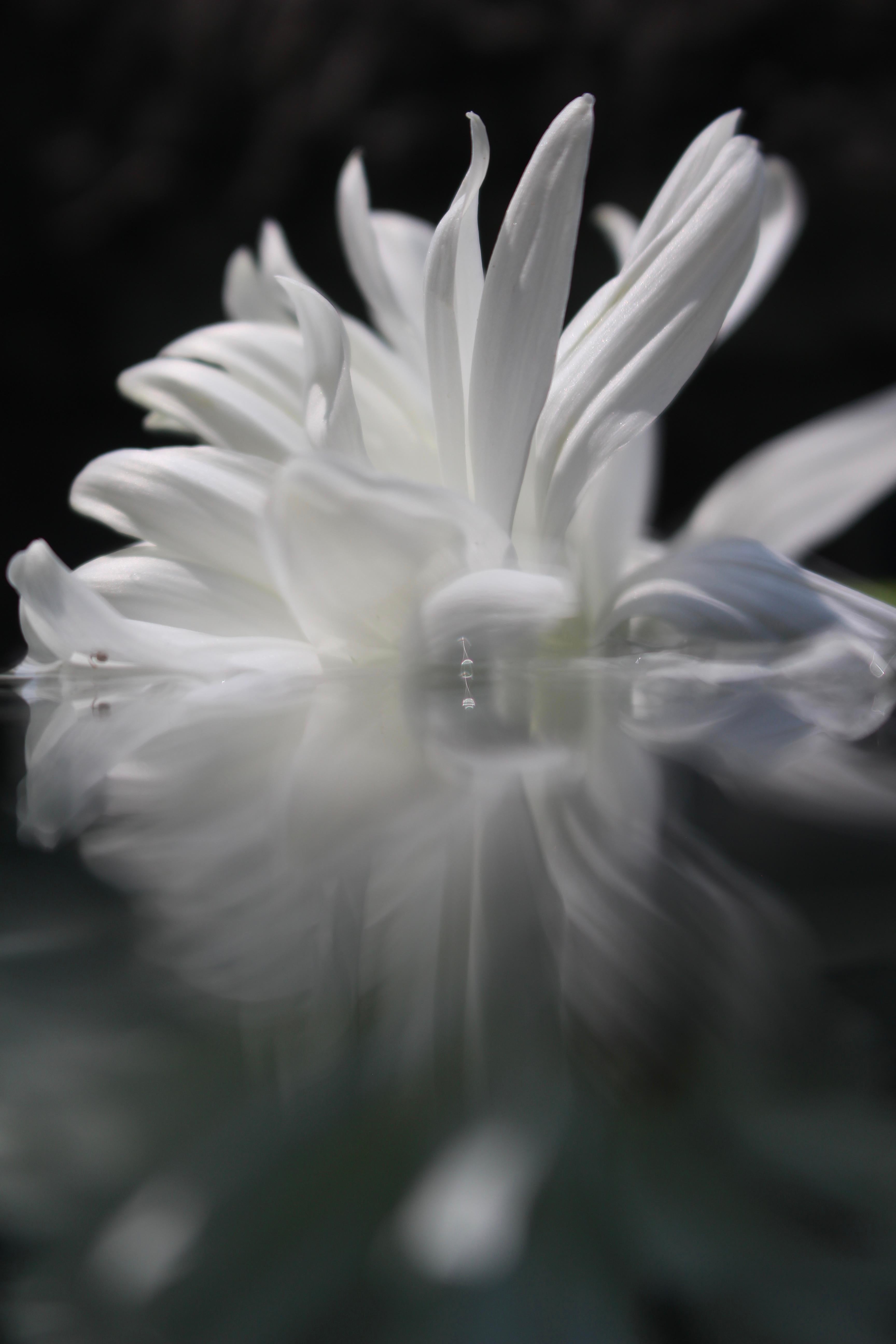 Andrea Bonfils - Submerged Garden 5546, photographie 2018, imprimée d'après