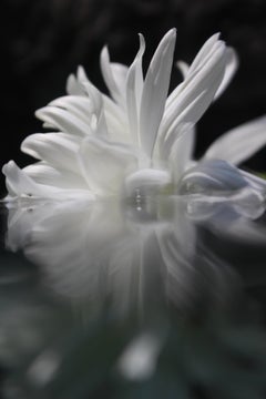 Andrea Bonfils - Giardino Sommerso 5546, Fotografia 2018, Stampato Dopo