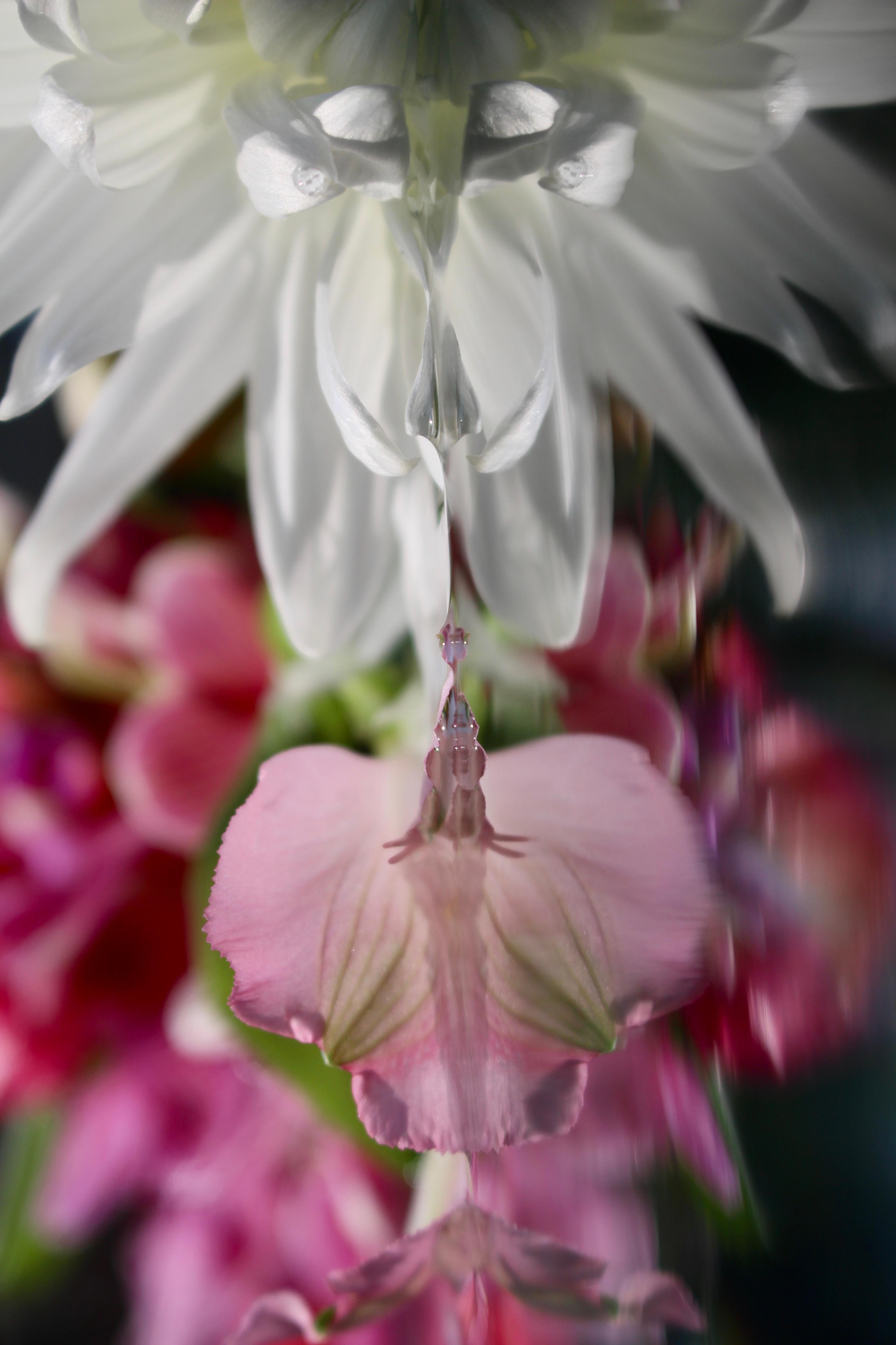 Andrea Bonfils - Submerged Garden 5585, photographie 2018, imprimée d
après