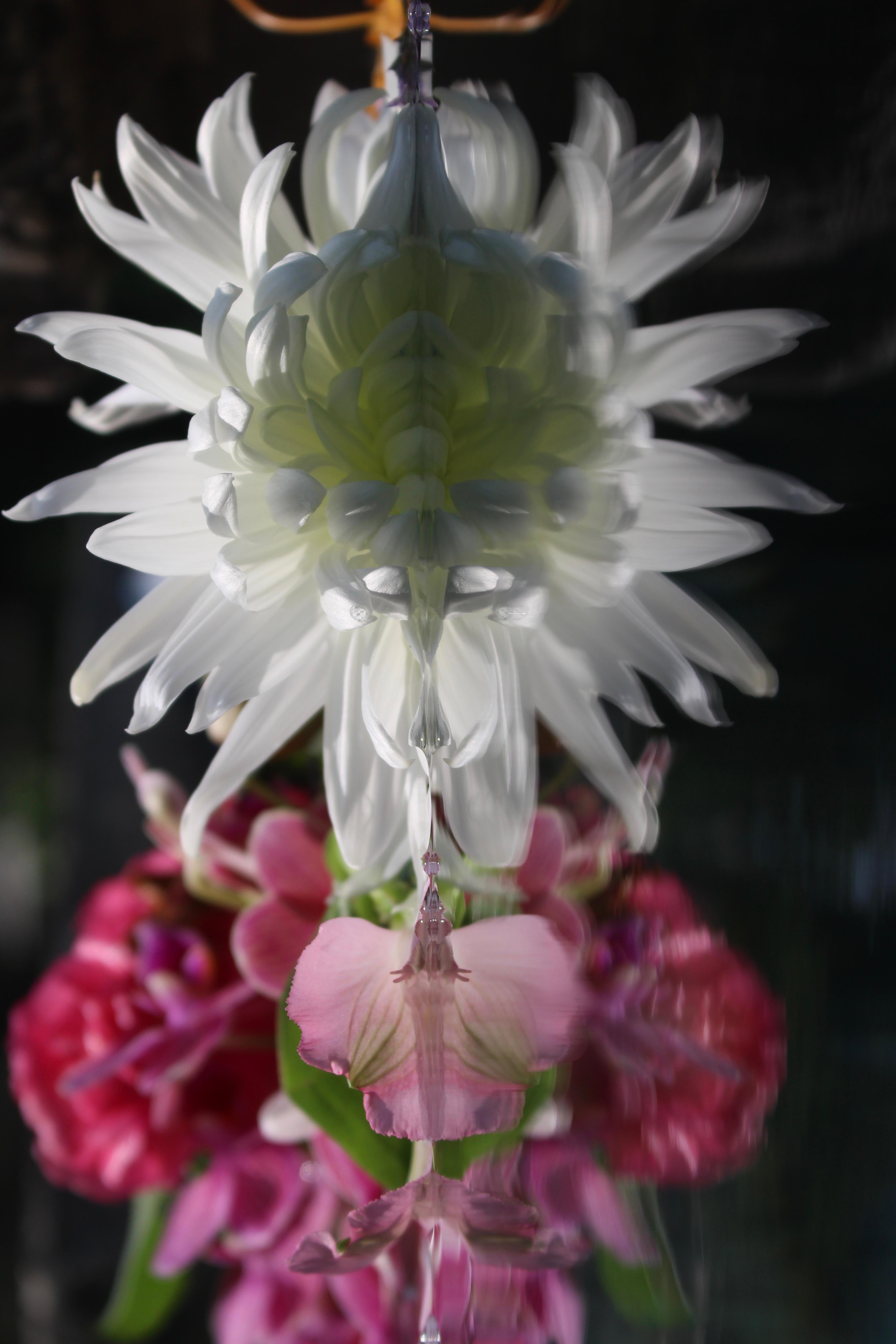 Andrea Bonfils - Submerged Garden 5648, Photography 2018, Printed After