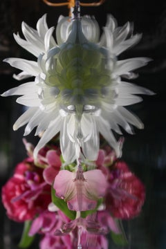 Andrea Bonfils - Submerged Garden 5648, Fotografie 2018, Nachdruck