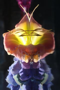 Andrea Bonfils - Jardín sumergido 5706, Fotografía 2017, Impresión posterior