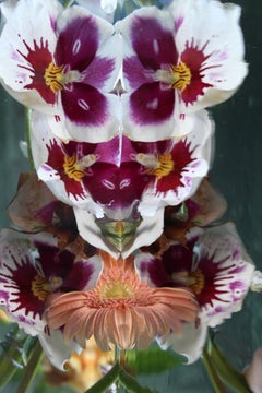 Andrea Bonfils - Submerged Garden 5722, photographie de 2016, imprimée d'après