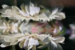 Andrea Bonfils - Submerged Garden 5735, Photography 2018, Printed After