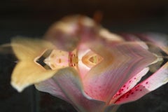 Andrea Bonfils - Giardino sommerso 5752, Fotografia 2018, Stampato Dopo