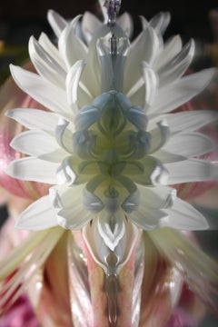 Andrea Bonfils - Submerged Garden 5771, Photography 2018, Printed After