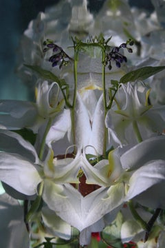 Andrea Bonfils - Submerged Garden 5967, photographie 2018, imprimée d'après