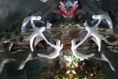 Andrea Bonfils - Submerged Garden 6100, photographie 2017, imprimée d'après