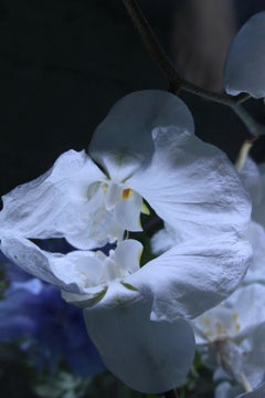 Andrea Bonfils - Submerged Garden 6117, photographie 2018, imprimée d'après