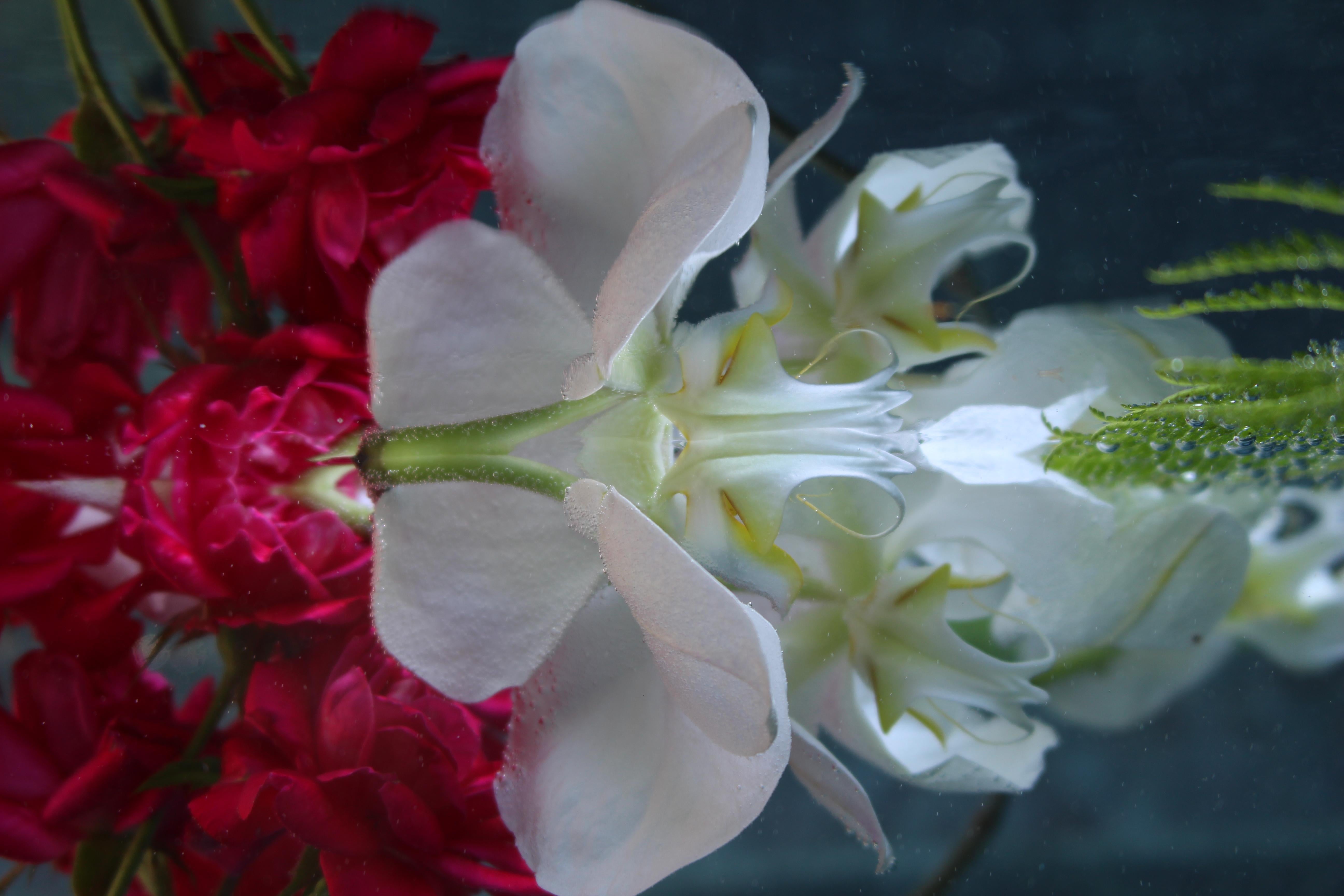Andrea Bonfils - Submerged Garden 6326, photographie 2018, imprimée d
après