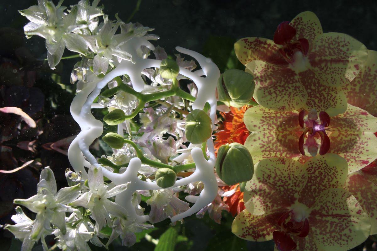 Andrea Bonfils - Submerged Garden 6334, Photography 2017, Printed After