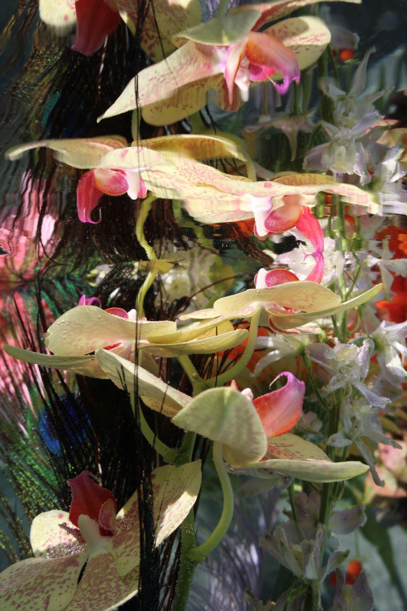 Série : Jardin submergé 
C.I.C. 
Edition limitée à 12 exemplaires

Tailles disponibles :
36" x 24"
45" x 30"
54" x 36"
60" x 40"
72" x 48"

Cette photographie sera imprimée une fois le paiement reçu et sera expédiée directement par l
imprimeur avec