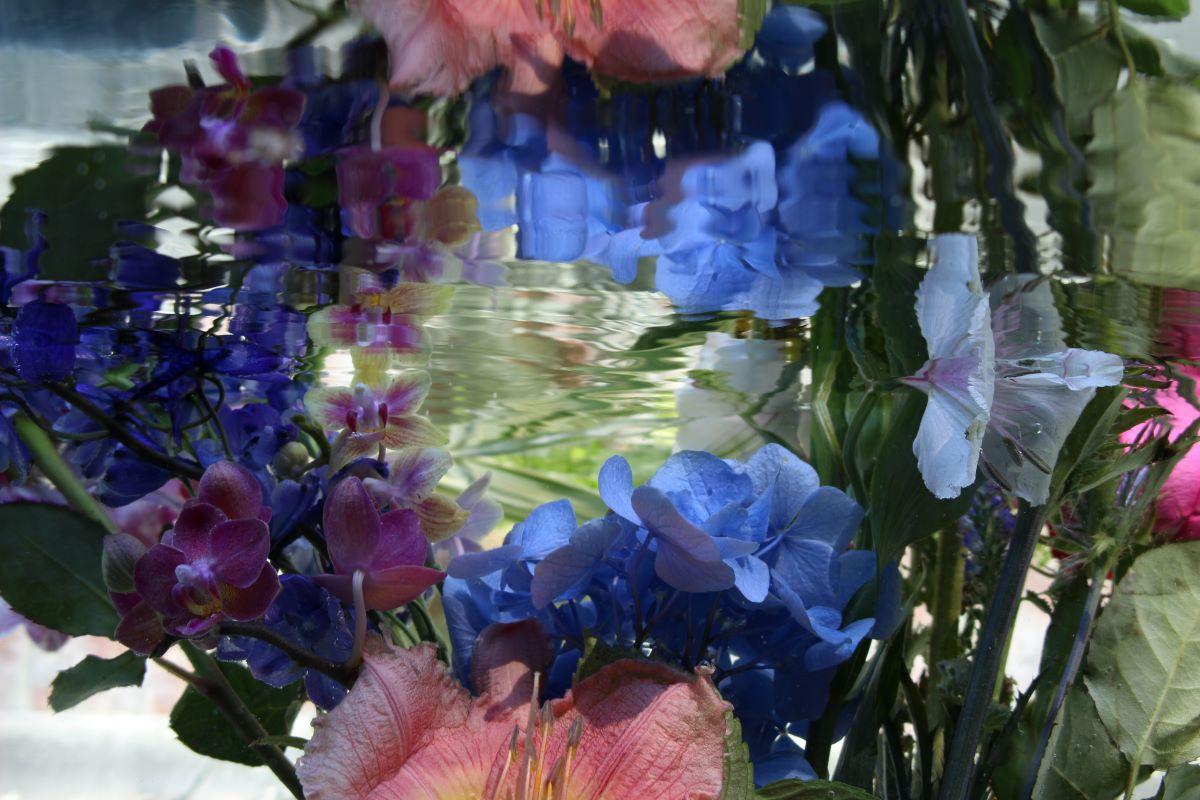 Andrea Bonfils - Submerged Garden 6538, photographie 2017, imprimée d'après