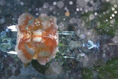 Andrea Bonfils - Jardín sumergido 6719, Fotografía 2017, Impresión posterior