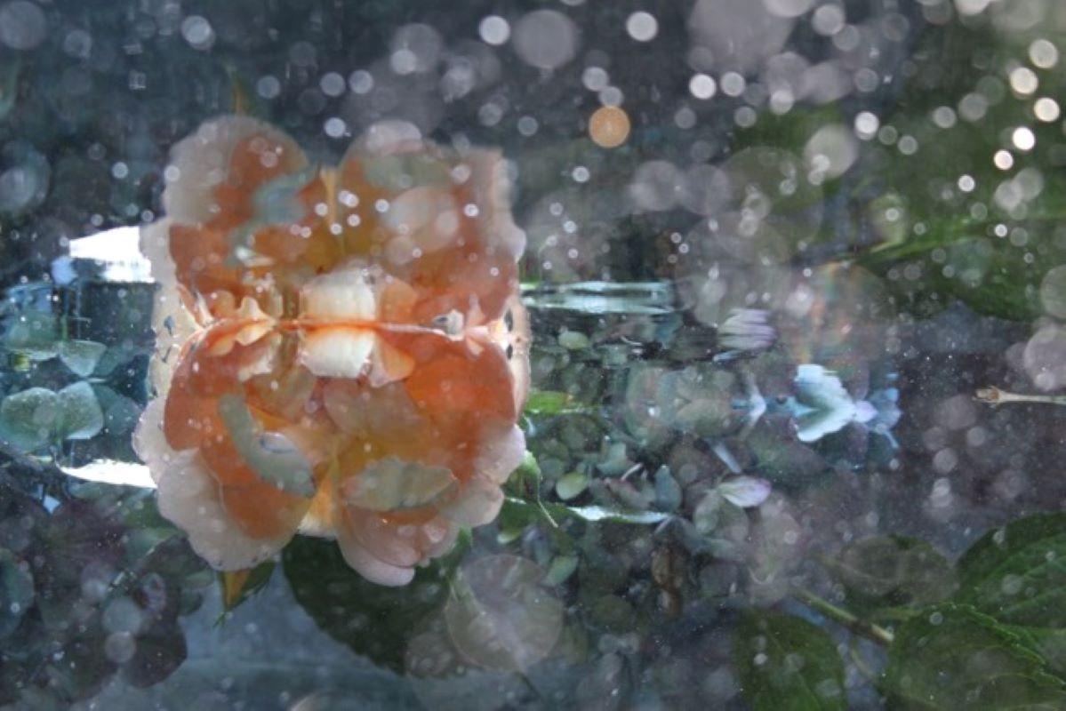 Series: Submerged Garden 
C Print 
Limited Edition of 12

Available Sizes:
24" x 36"
30" x 45"
36" x 54"
40" x 60"
48" x 78"

This photograph will be printed once payment has been received and will ship directly from the printer the artist works