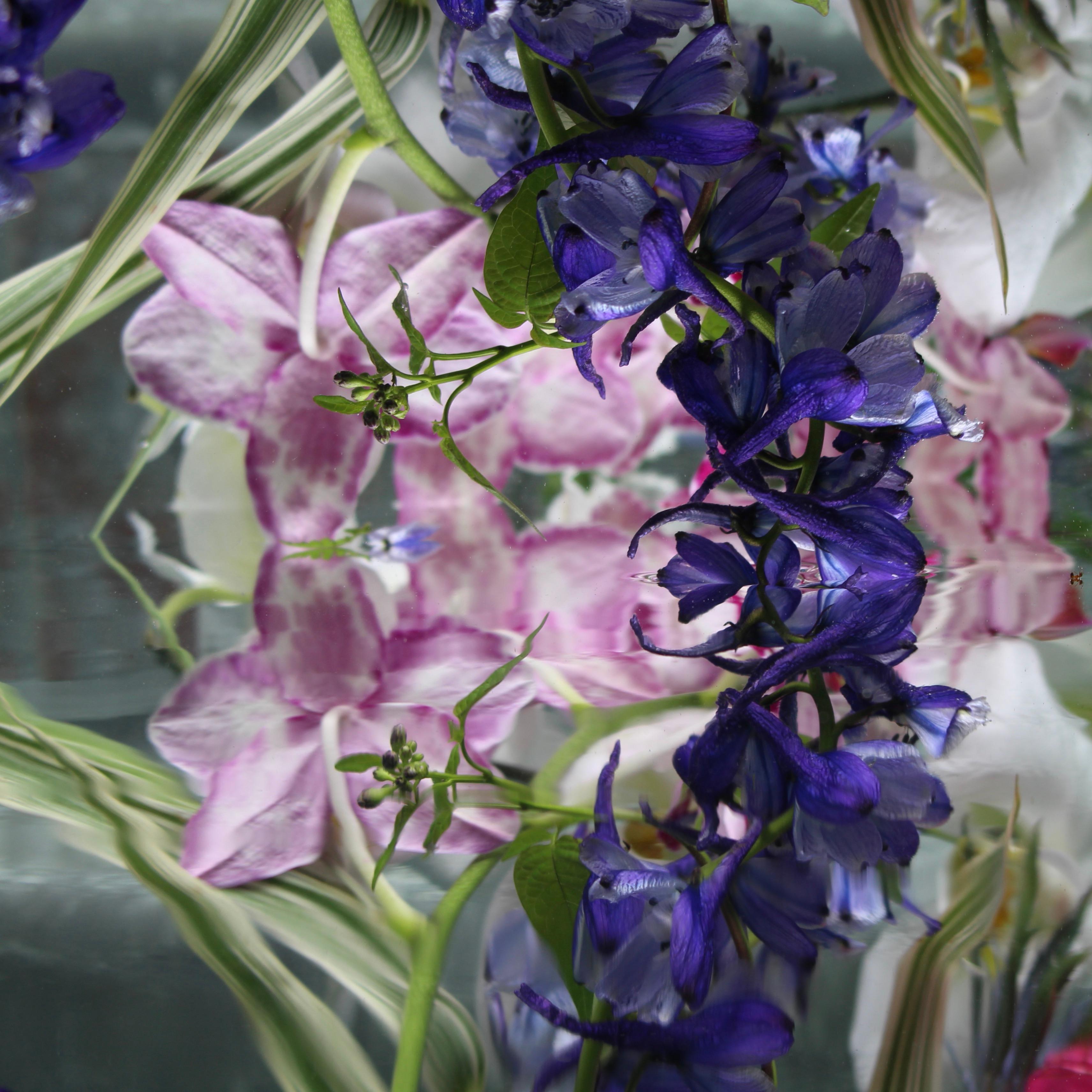 Andrea Bonfils - Submerged Garden 6885, photographie 2018, imprimée d
après