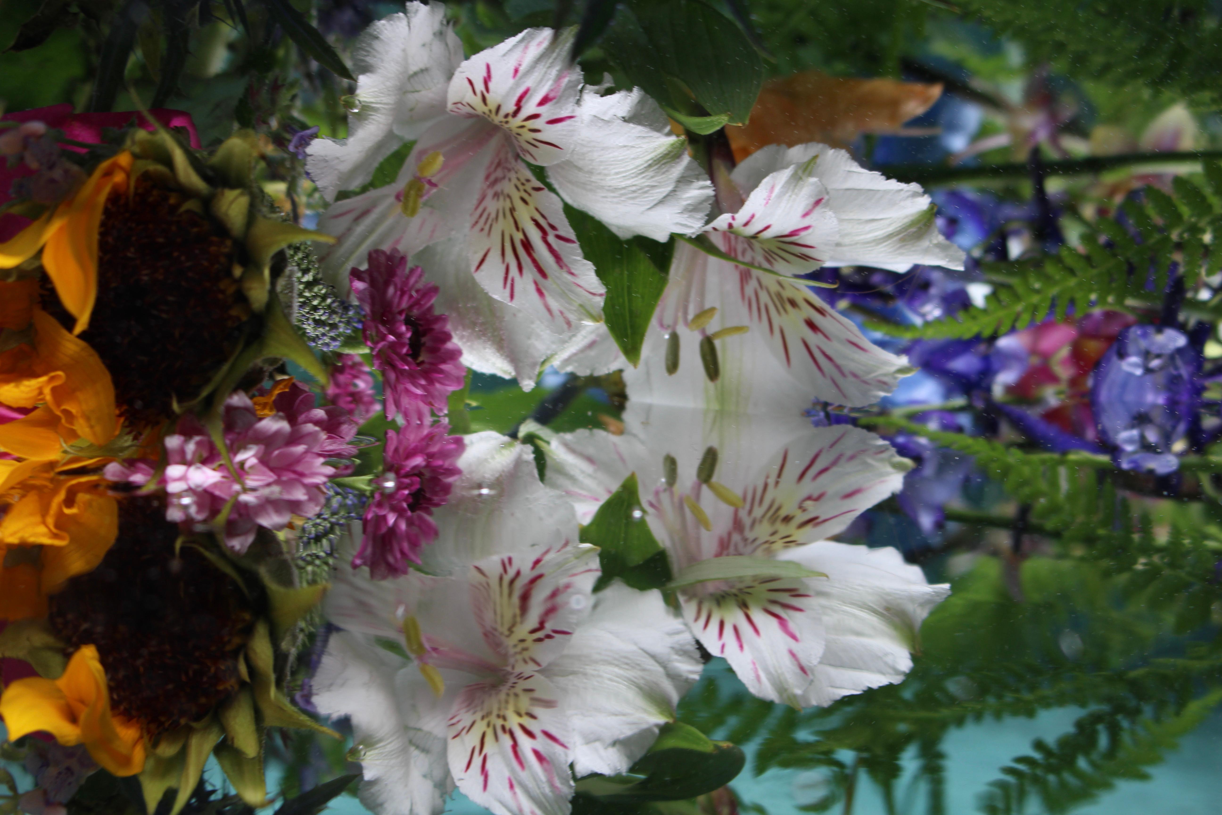 Series: Submerged Garden 
C Print 
Limited Edition of 12

Available Sizes:
24" x 36"
30" x 45"
36" x 54"
40" x 60"
48" x 72"

This photograph will be printed once payment has been received and will ship directly from the printer the artist works