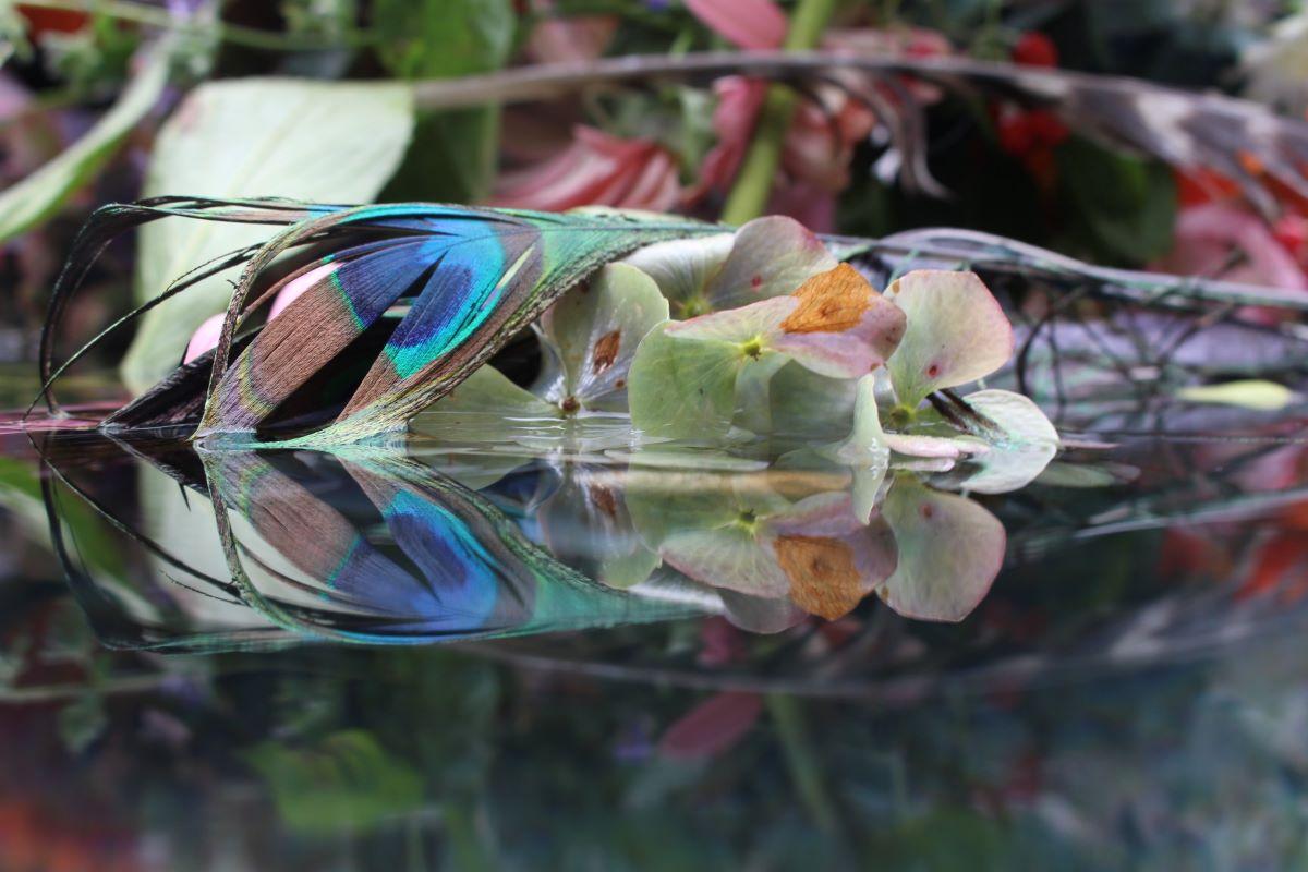Andrea Bonfils - Submerged Garden 7226, photographie 2017, imprimée d'après
