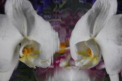 Andrea Bonfils - Giardino sommerso 7247, Fotografia 2018, Stampato Dopo