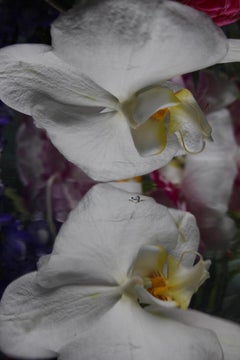 Andrea Bonfils - Submerged Garden 7248, Photography 2018, Printed After