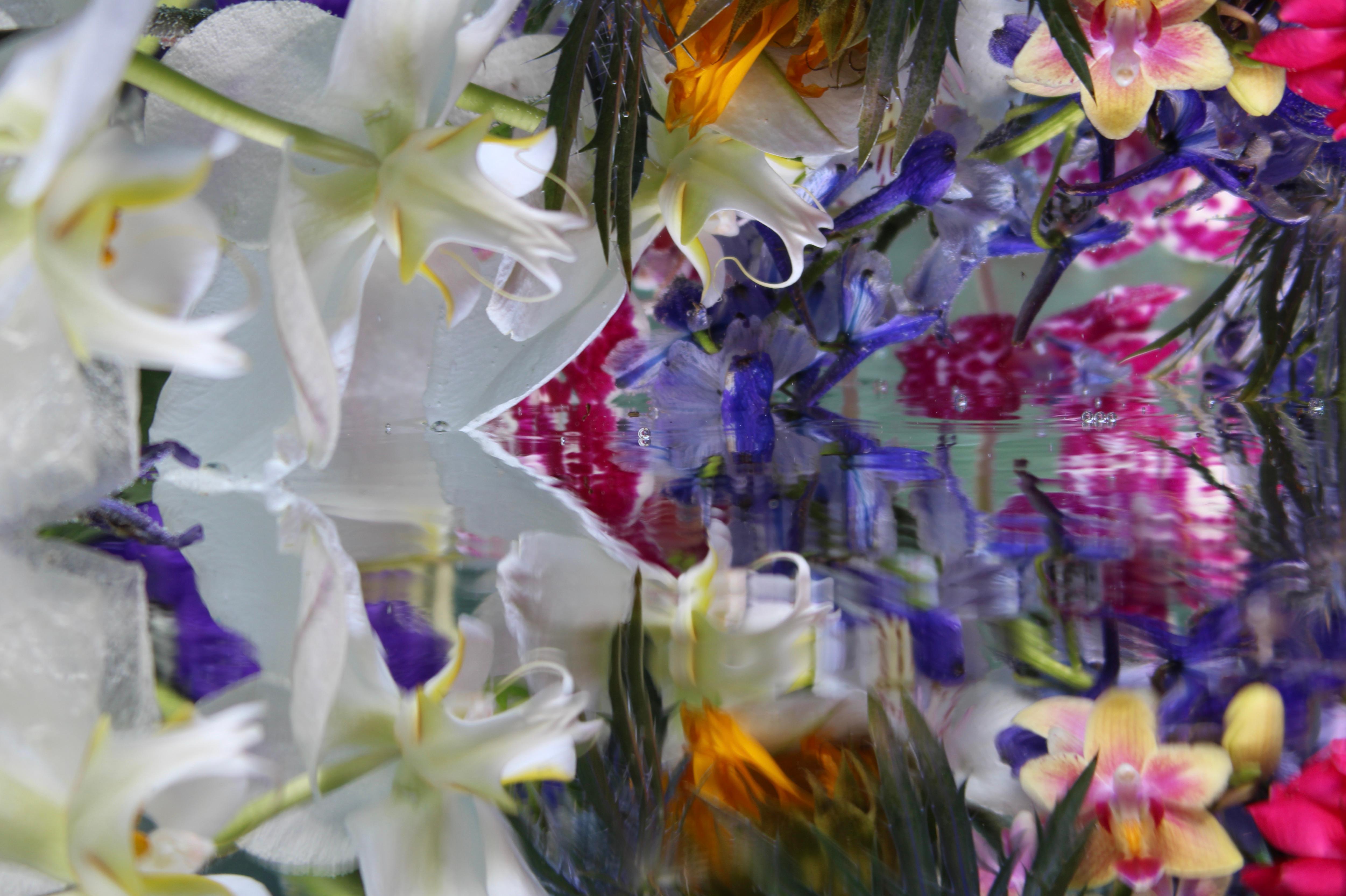 Andrea Bonfils - Submerged Garden 7394, photographie 2018, imprimée d
après