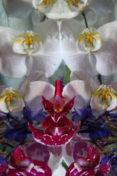 Andrea Bonfils - Submerged Garden 7409, Photography 2018, Printed After