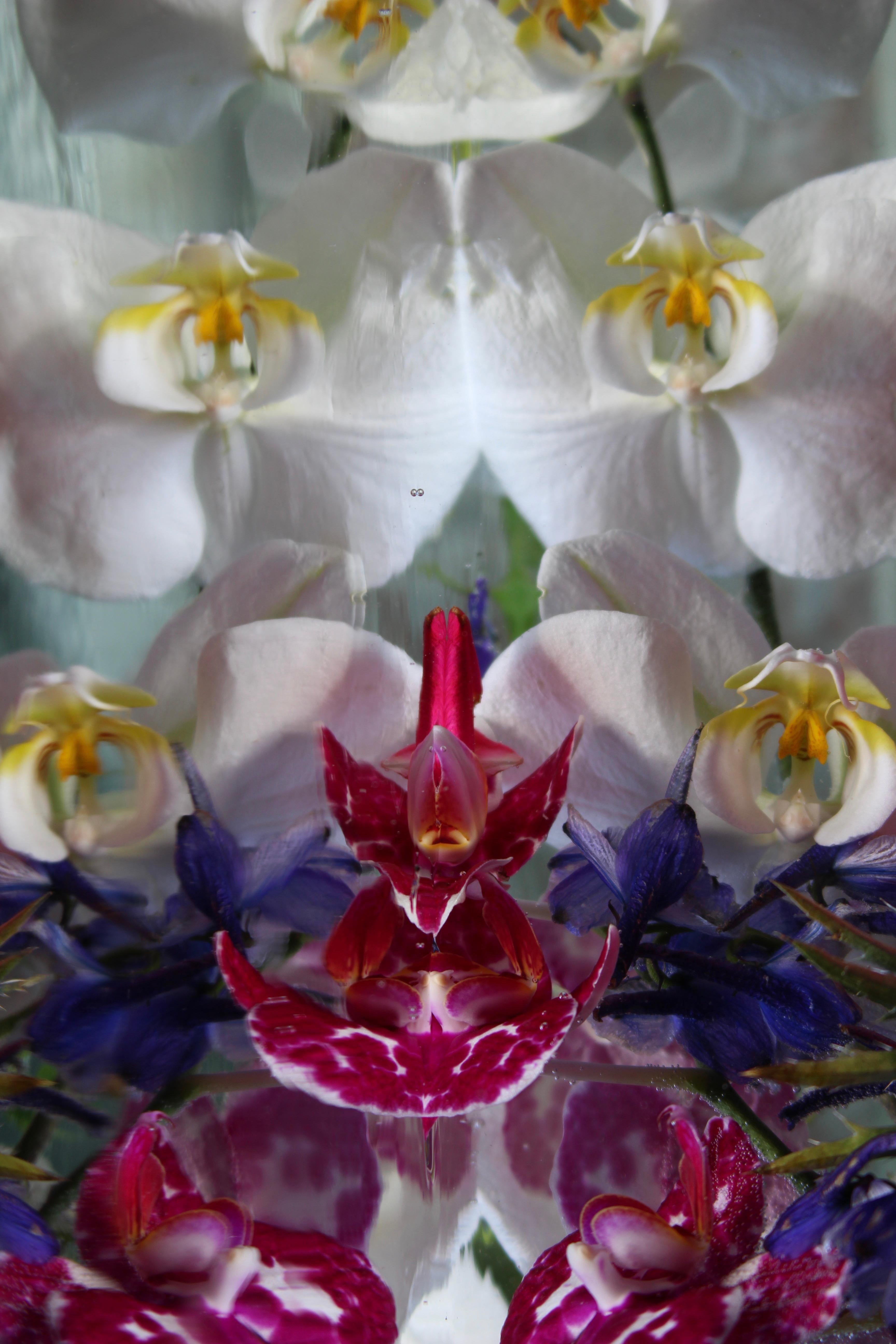 Andrea Bonfils - Submerged Garden 7410, photographie 2018, imprimée d
après