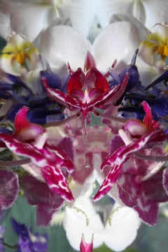 Andrea Bonfils - Submerged Garden 7421, Photography 2018, Printed After