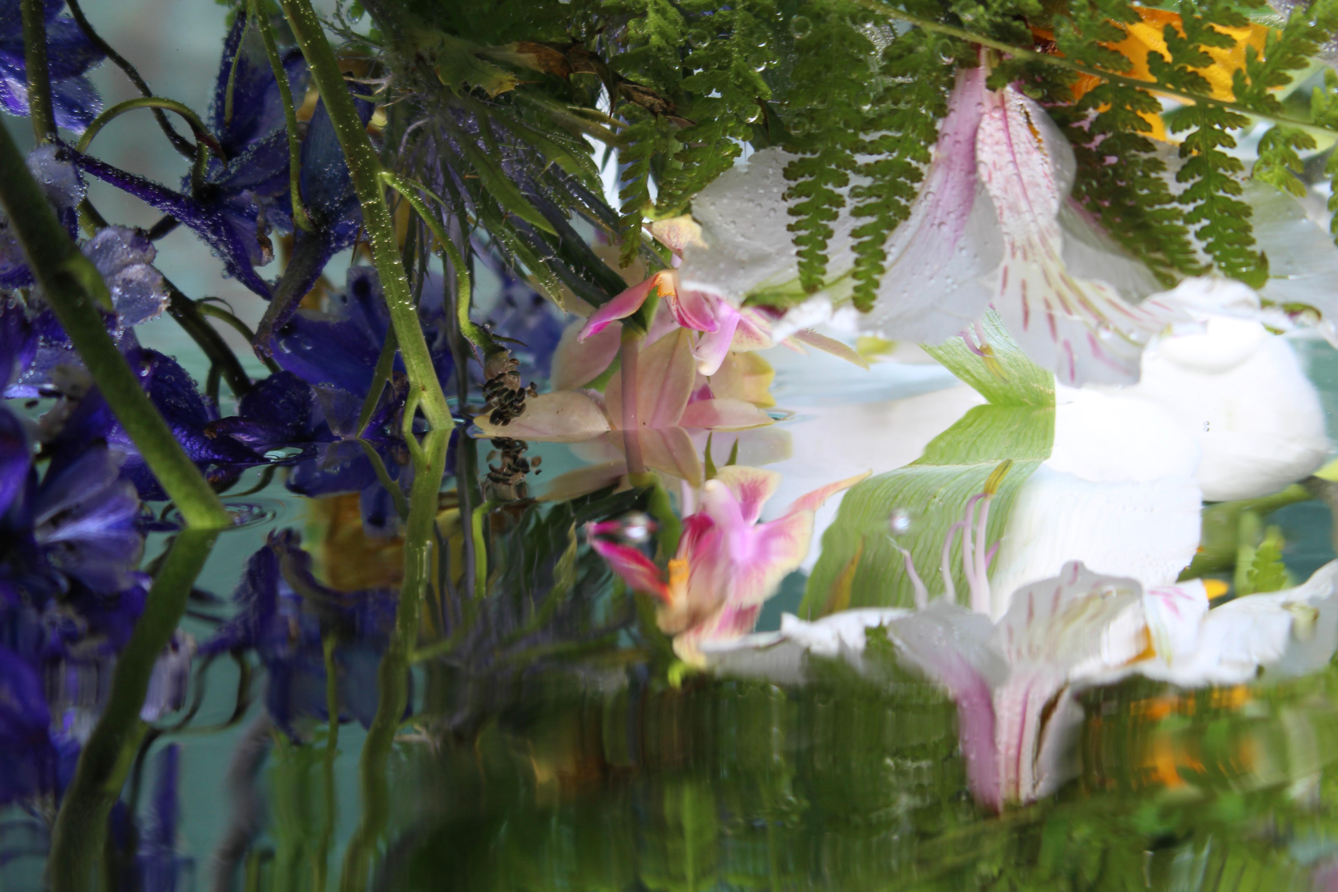 Série : Jardin submergé 
C.I.C. 
Edition limitée à 12 exemplaires

Tailles disponibles :
24" x 36"
30" x 45"
36" x 54"
40" x 60"
48" x 78"

Cette photographie sera imprimée une fois le paiement reçu et sera expédiée directement par l
imprimeur avec