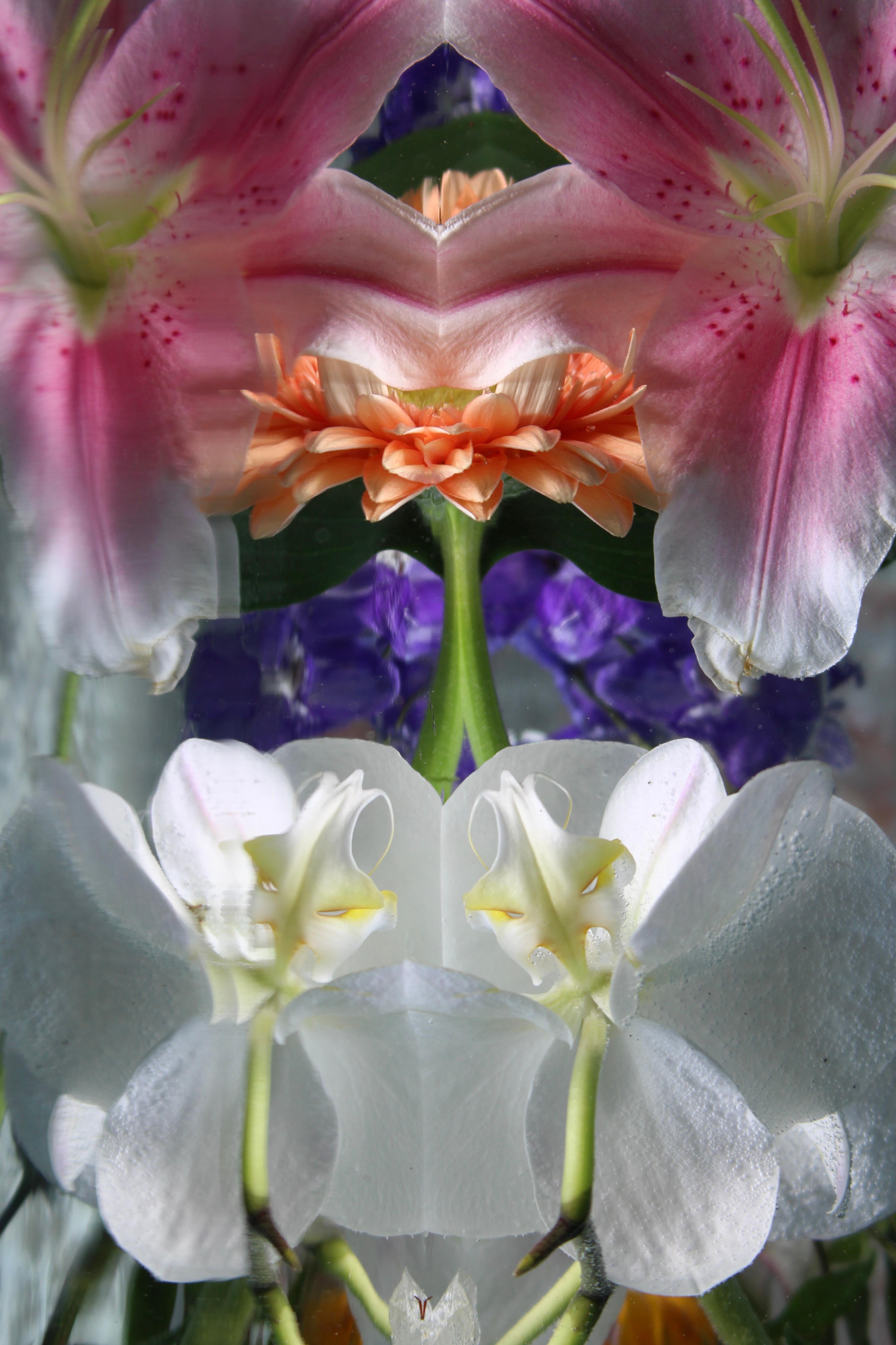 Série : Jardin submergé 
C.I.C. 
Edition limitée à 12 exemplaires

Tailles disponibles :
36" x 24"
45" x 30"
54" x 36"
60" x 40"
72" x 48"

Cette photographie sera imprimée une fois le paiement reçu et sera expédiée directement par l
imprimeur avec