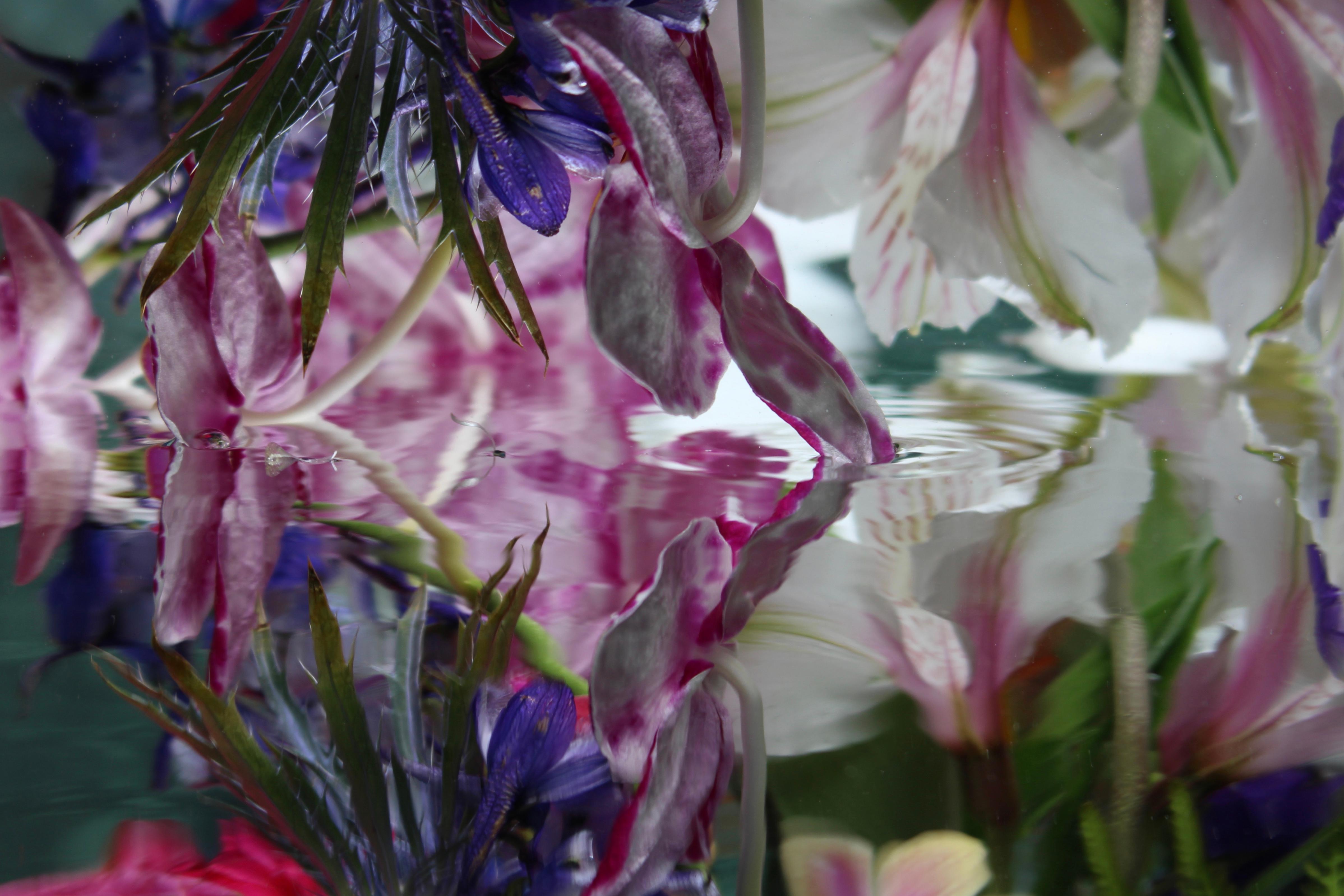 Serie: Submerged Garden 
C Drucken 
Limitierte Auflage von 12 Stück

Verfügbare Größen:
24" x 36"
30" x 45"
36" x 54"
40" x 60"
48" x 78"

Dieses Foto wird nach Zahlungseingang gedruckt und direkt von der Druckerei versandt, mit der der Künstler