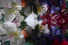 Andrea Bonfils - Submerged Garden 7513, Photography 2018, Printed After