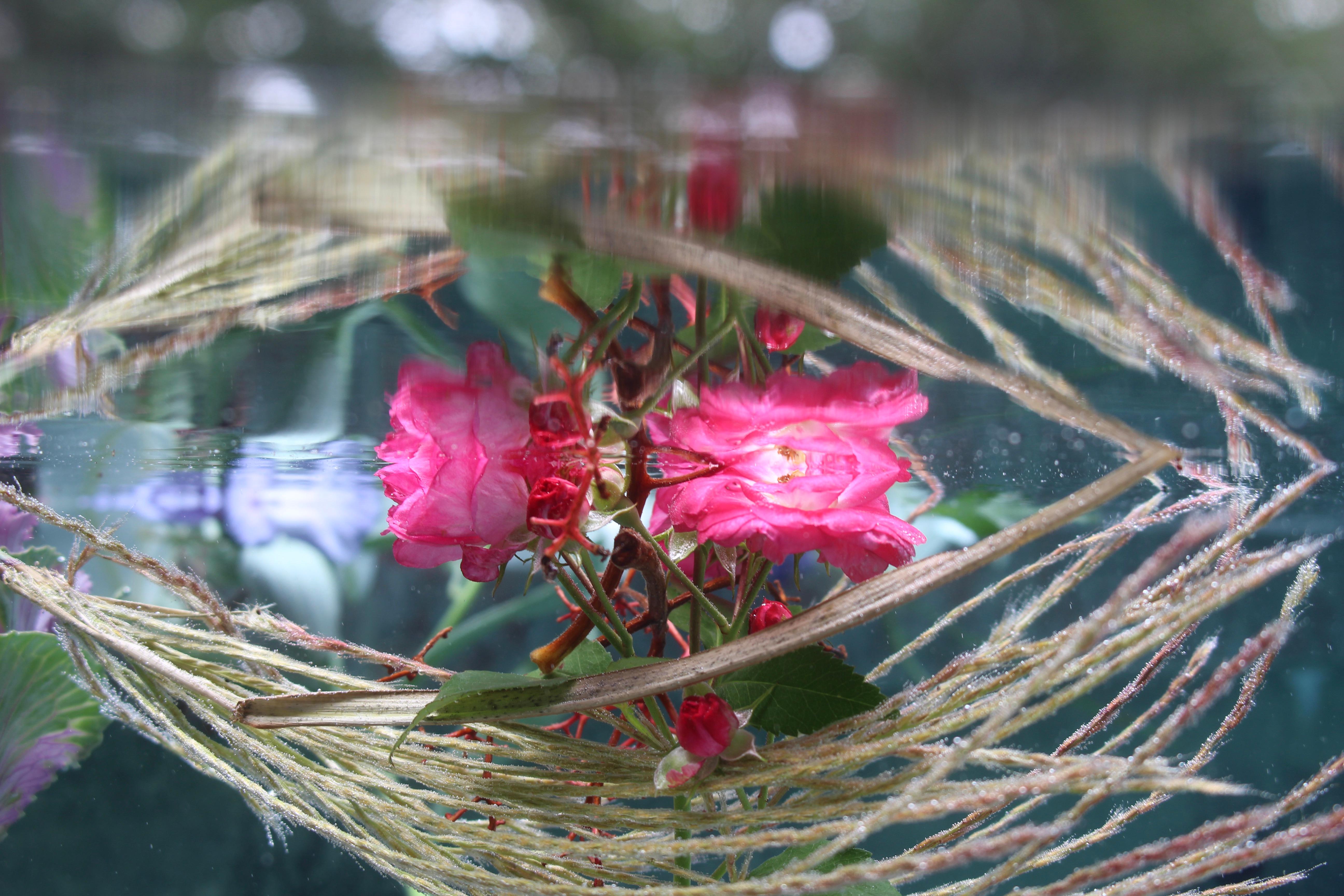 Andrea Bonfils - Submerged Garden 7554, photographie 2017, imprimée d'après