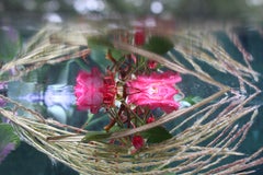 Andrea Bonfils - Submerged Garden 7554, Photography 2017, Printed After