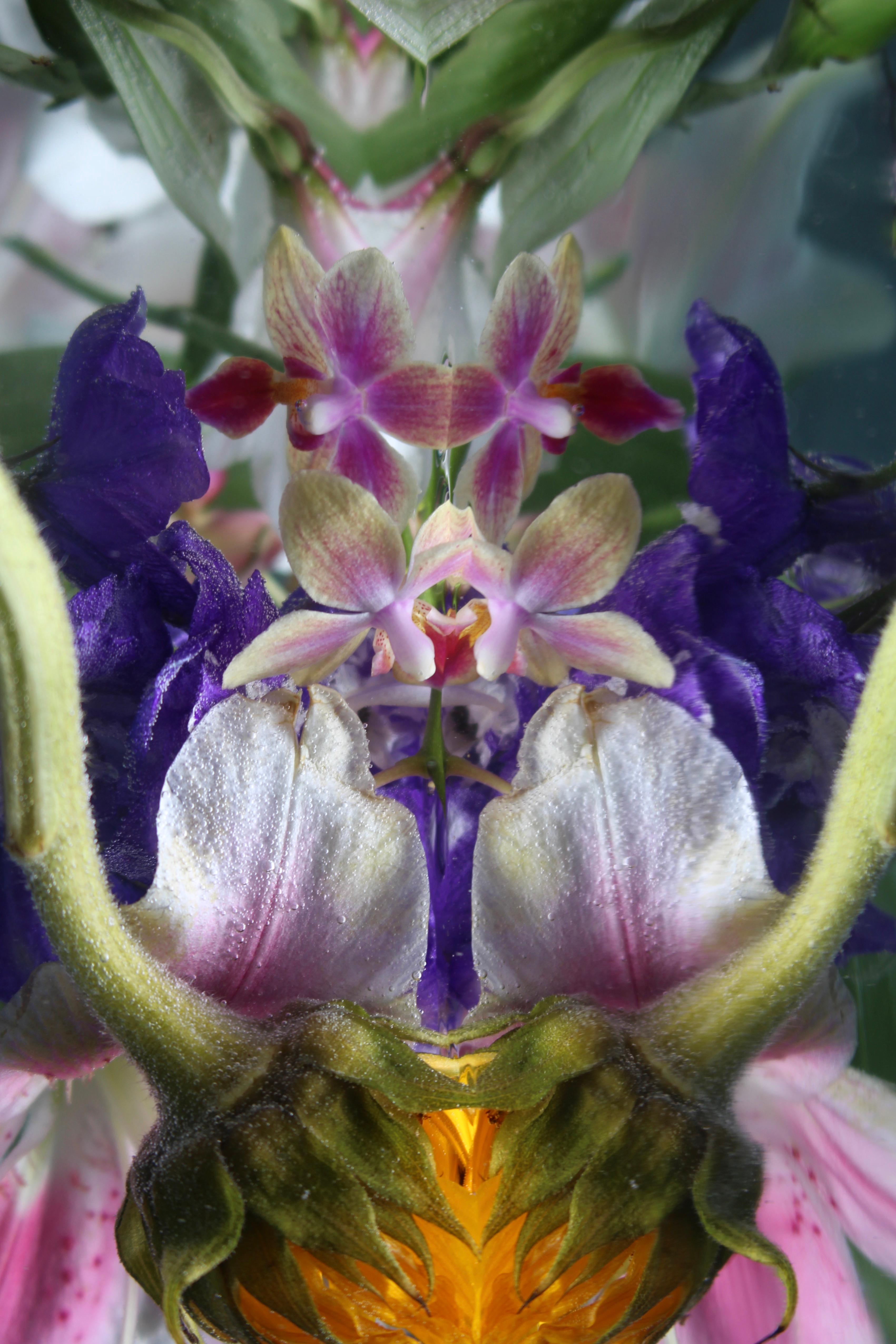 Andrea Bonfils - Submerged Garden 7714, photographie 2018, imprimée d
après