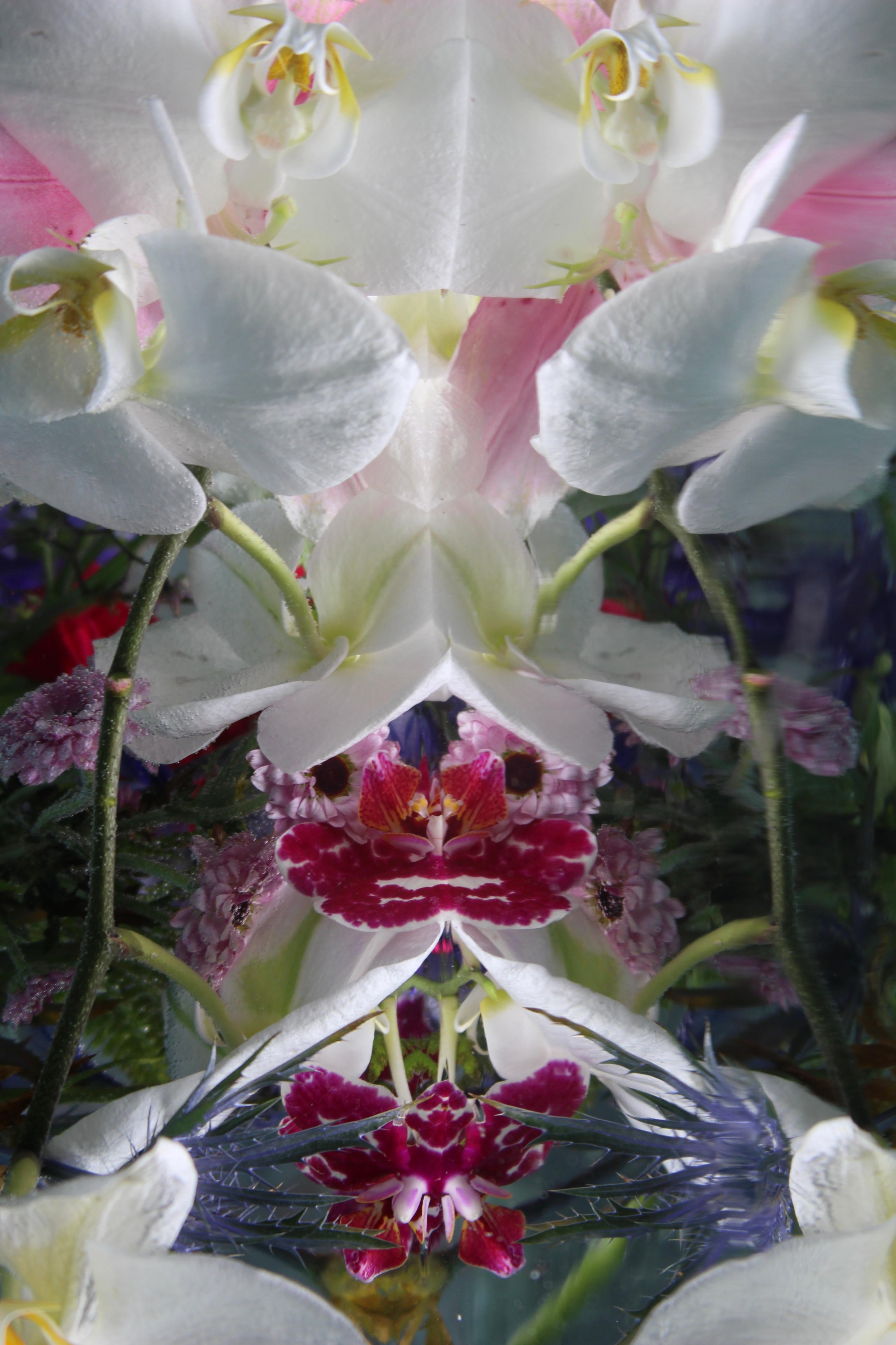 Andrea Bonfils - Submerged Garden 7786, photographie 2018, imprimée d
après