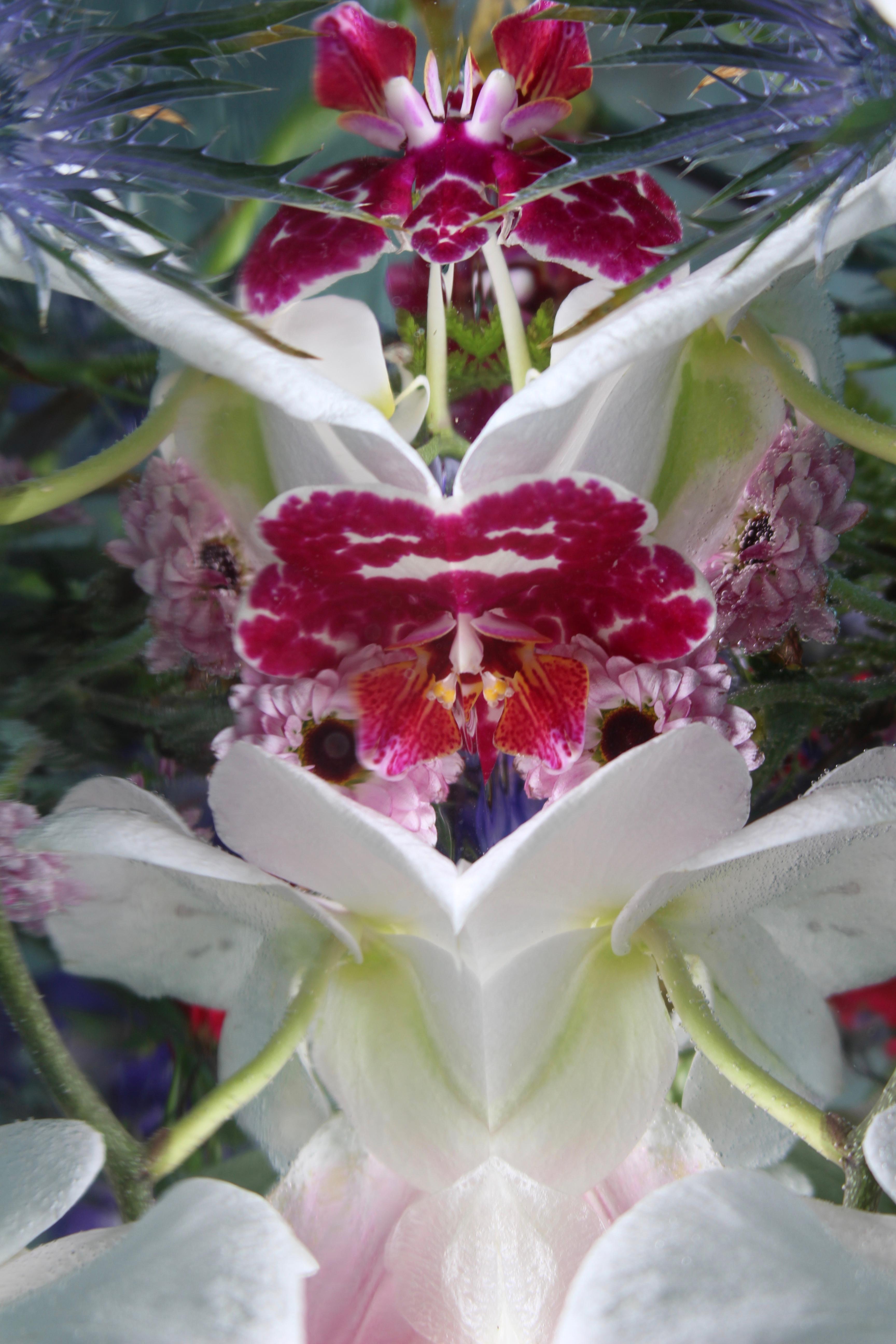 Andrea Bonfils - Submerged Garden 7792, photographie 2018, imprimée d
après