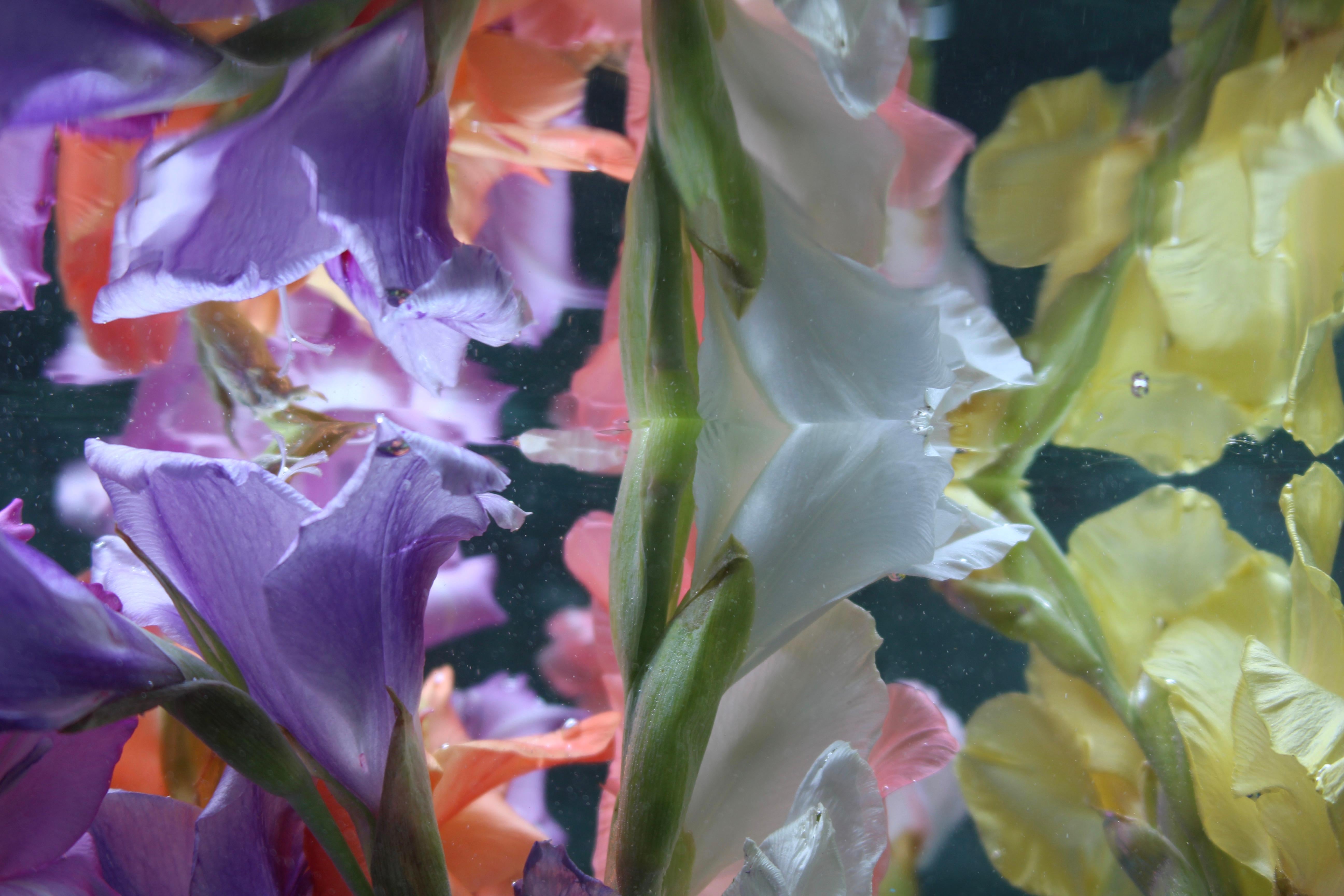 Andrea Bonfils - Submerged Garden 7888, Photography 2018, Printed After