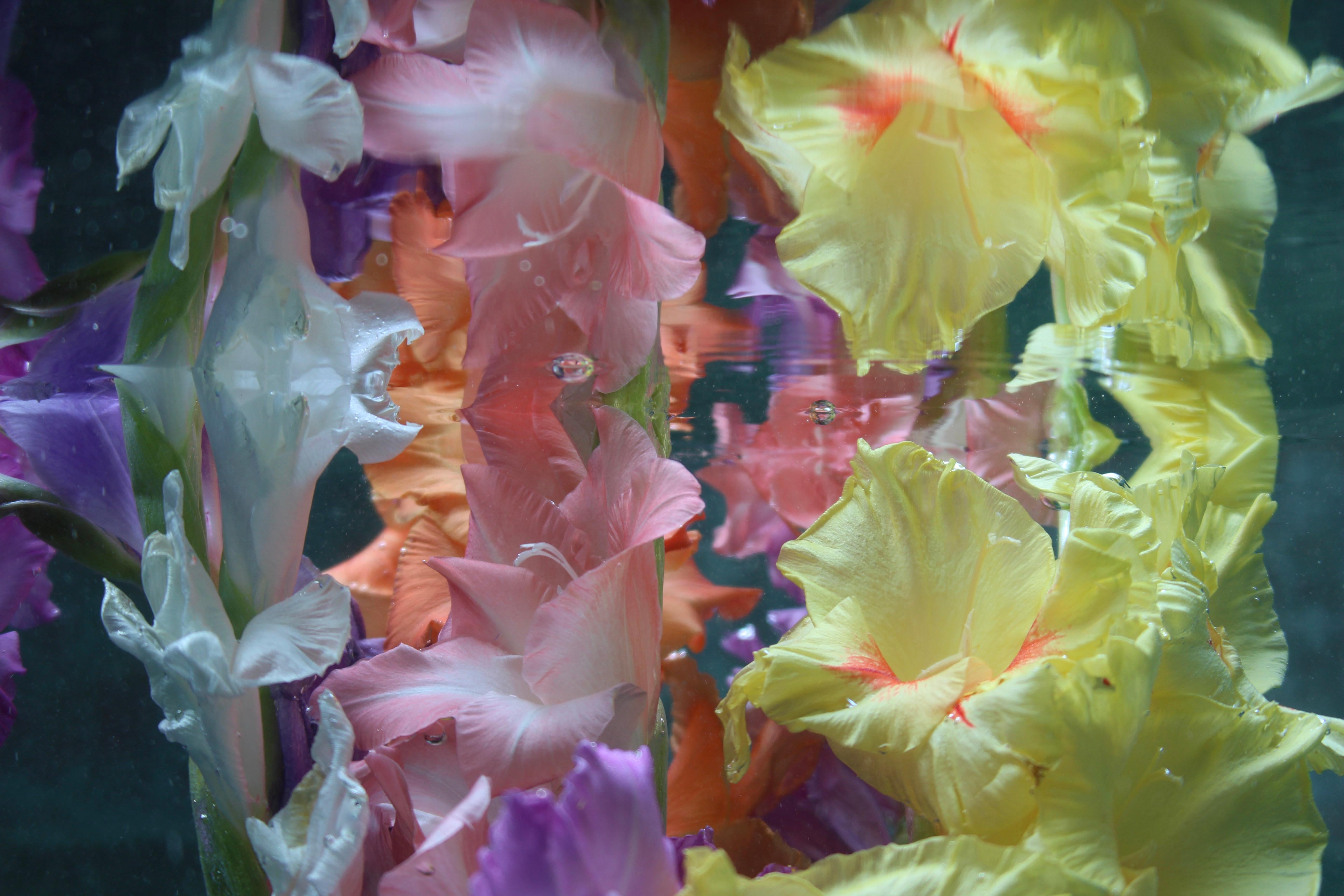 Andrea Bonfils - Submerged Garden 7979, photographie 2018, imprimée d
après