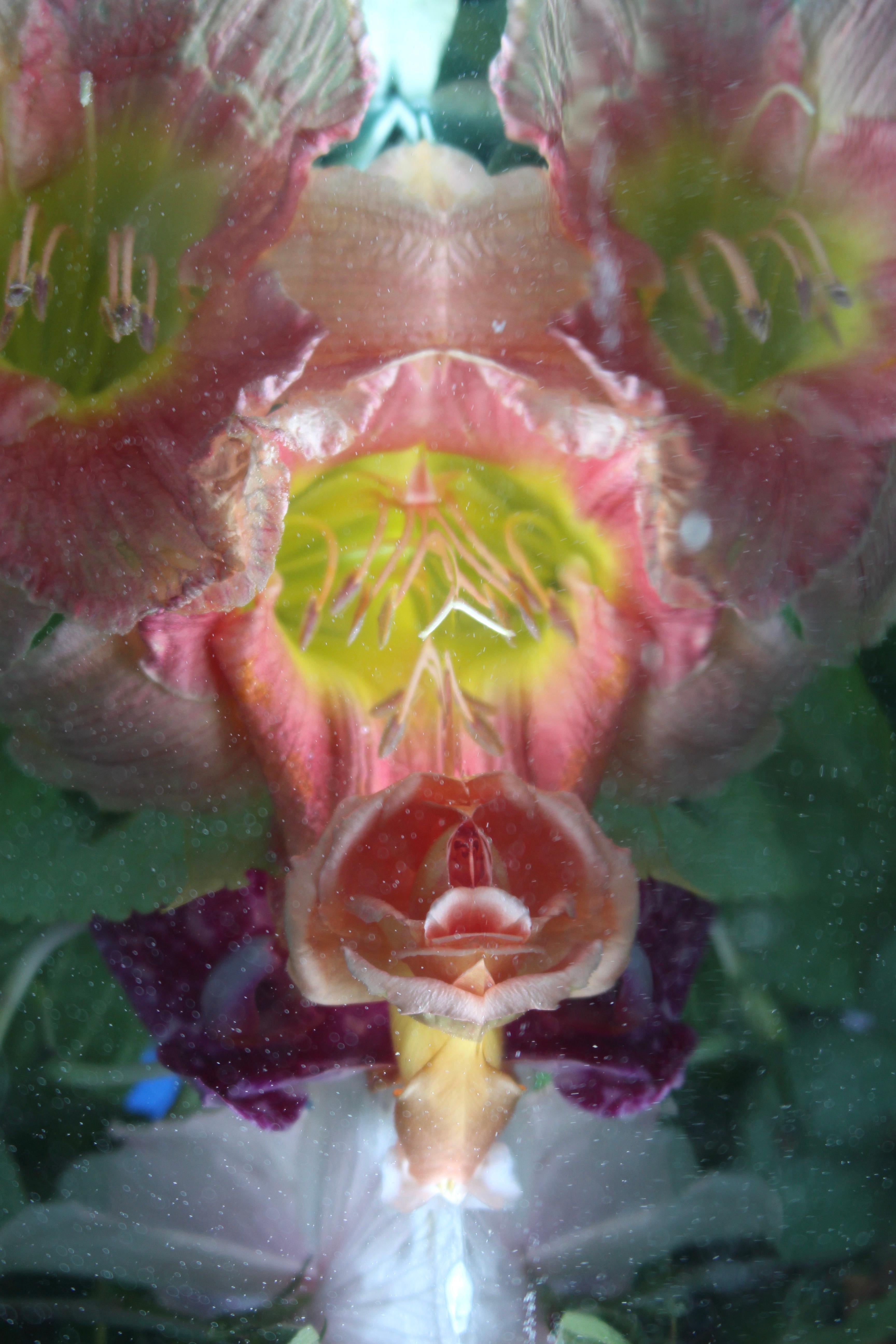 Andrea Bonfils - Submerged Garden 8044, photographie 2018, imprimée d
après