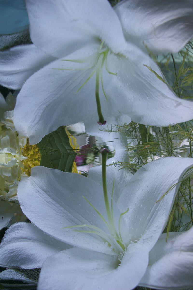 Serie: Giardino sommerso 
C Stampa 
Edizione limitata di 12 esemplari

Taglie disponibili:
36" x 24"
45" x 30"
54" x 36"
60" x 40"
72" x 48"

Questa fotografia verrà stampata una volta ricevuto il pagamento e verrà spedita direttamente dalla